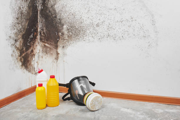 Best Home Mold Removal  in Middle Valley, TN