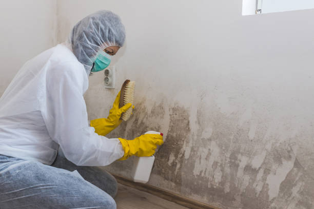 Best Black Mold Removal  in Middle Valley, TN