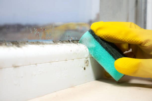 Best Mold Damage Repair  in Middle Valley, TN