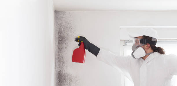 Certified Mold Removal in Middle Valley, TN