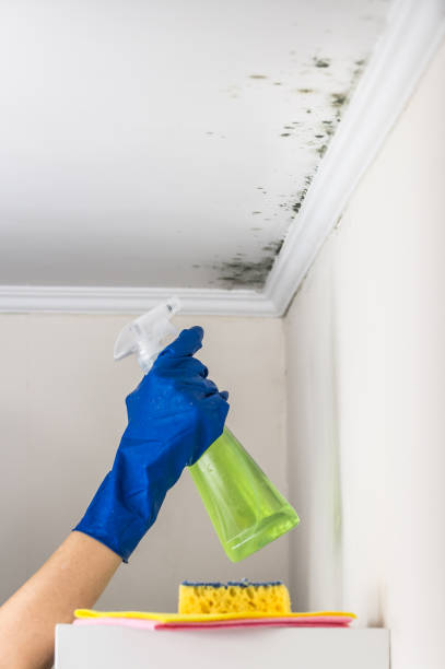 Best Residential Mold Removal  in Middle Valley, TN